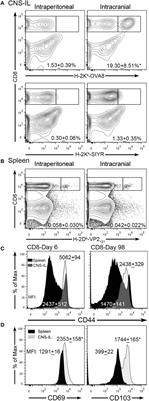 B7-H1 Influences the Accumulation of Virus-Specific Tissue Resident Memory T Cells in the Central Nervous System